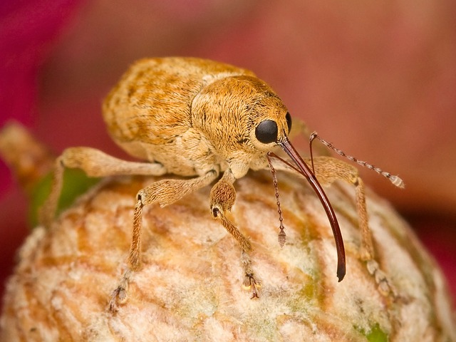 hazelnuts bug