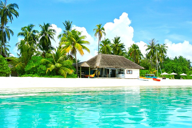 image coconut tree resort and blue water scene