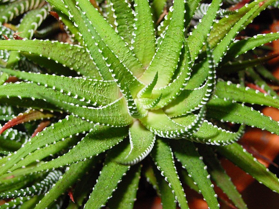Aloe Vera Types Common Botanical Or Scientific Names
