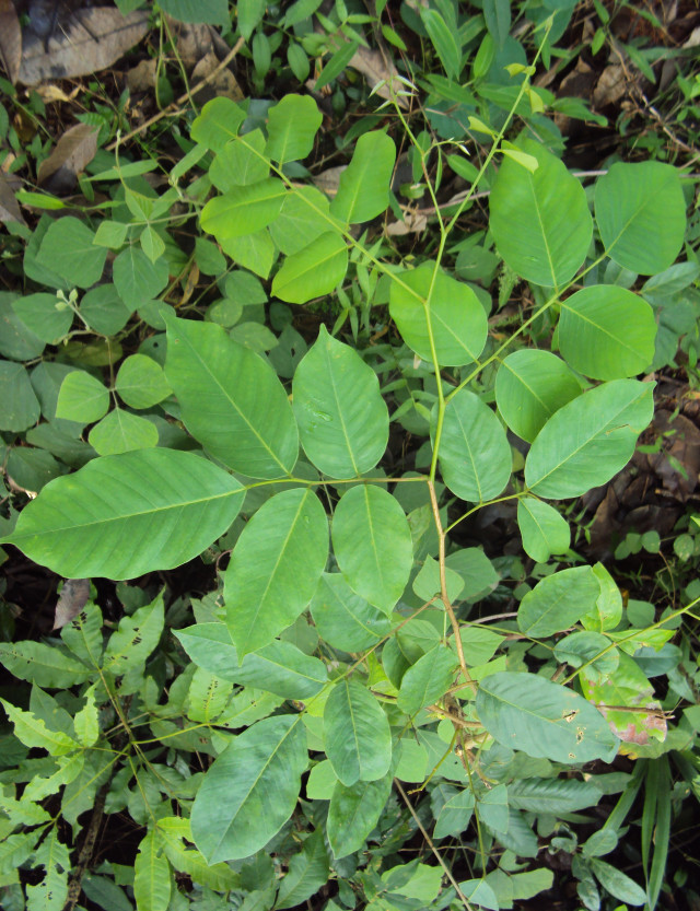 Image-vijaysar-tree-leaves