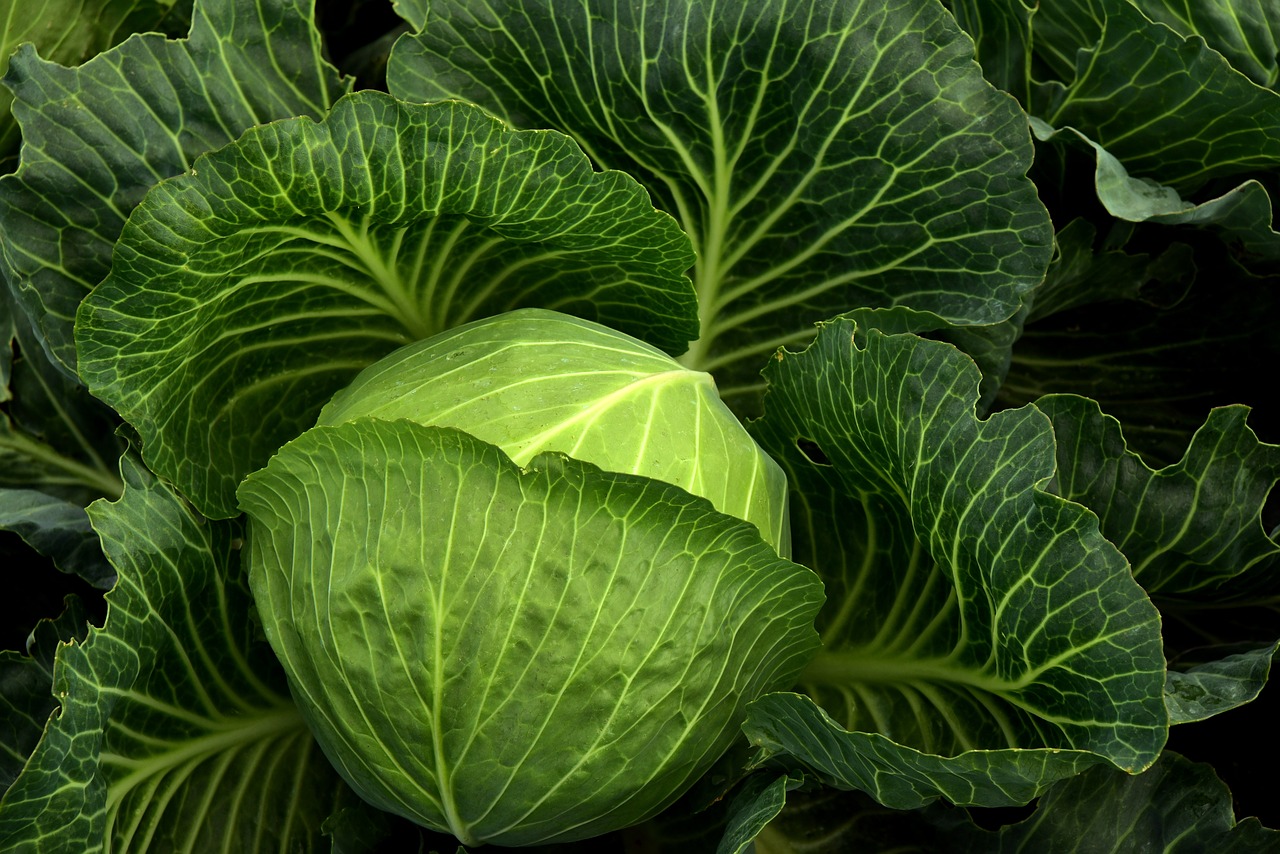 What Are The Different Types of Cabbage?