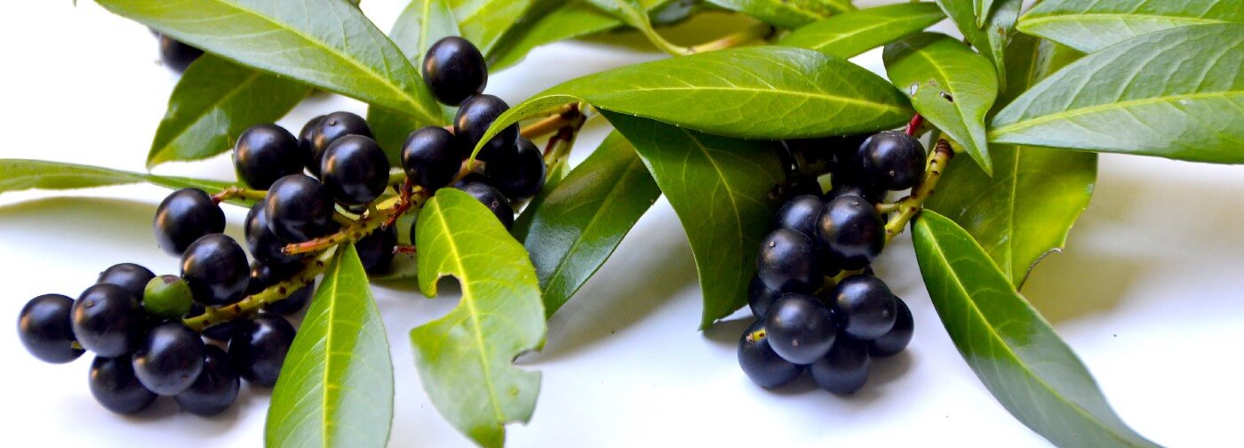 21 Health Benefits Of Eating Black Plum (Jamun)