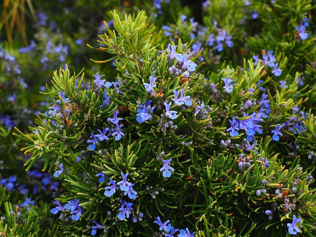 What Are The Different Types Of Rosemary?
